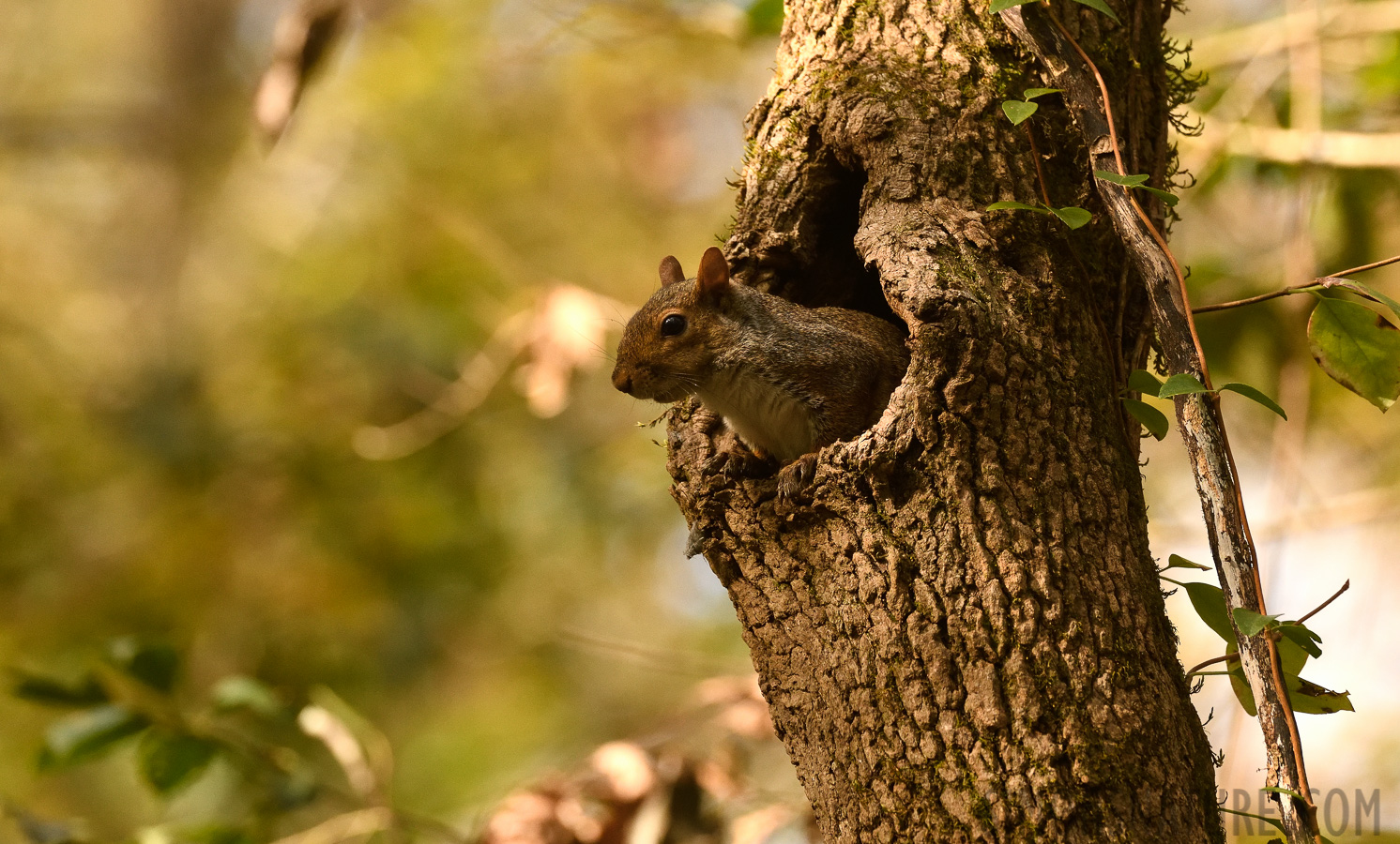 Sciurus carolinensis [400 mm, 1/800 sec at f / 7.1, ISO 2000]